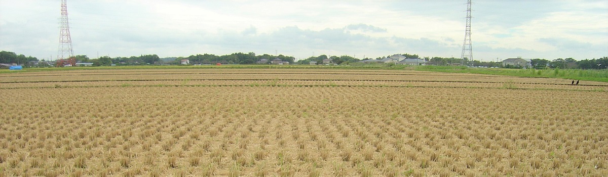 稲刈り後の田